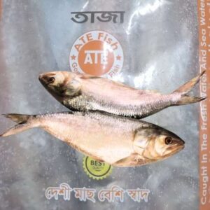 HILSHA / ILISH FISH